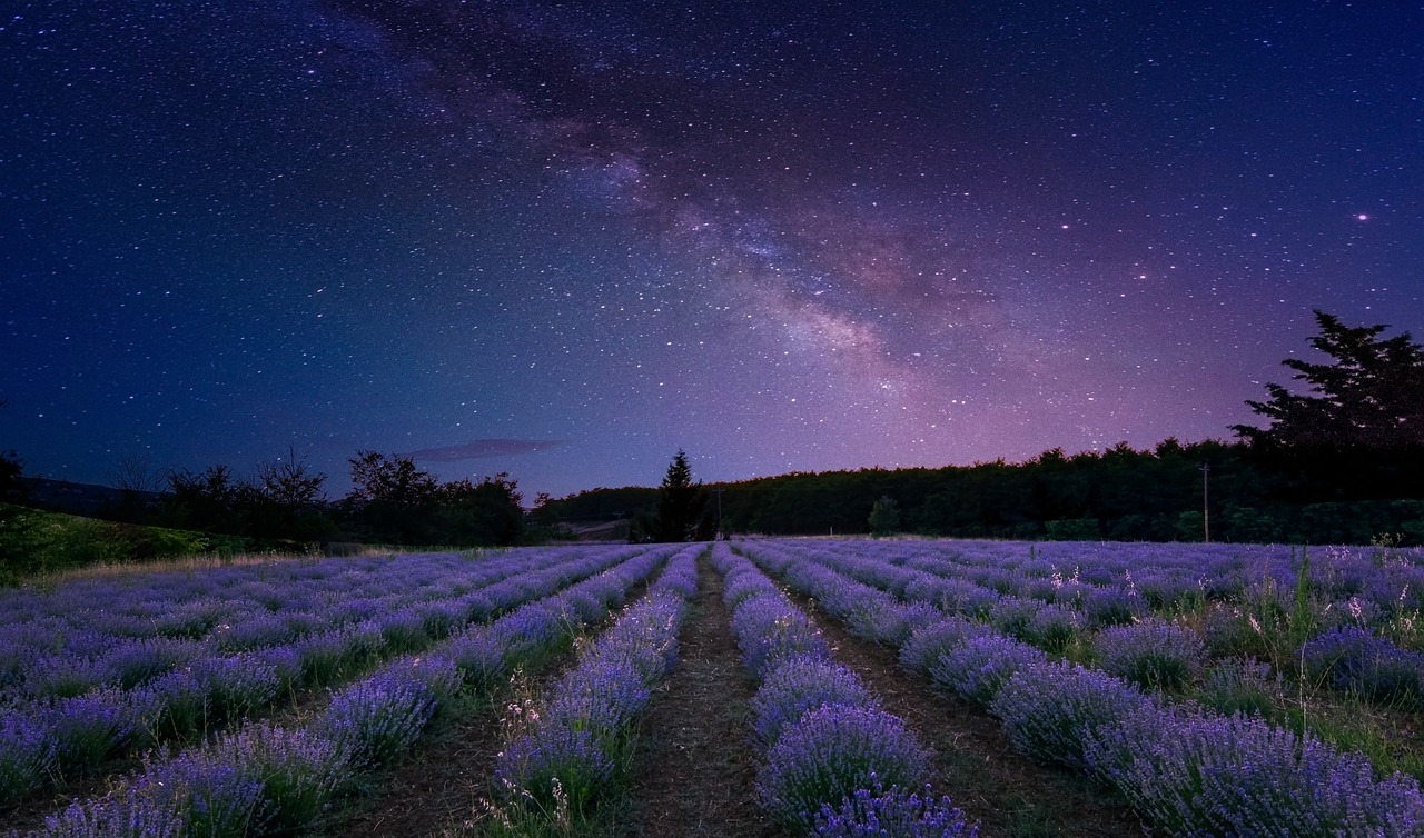 Overlooking a field of lavender with a starry sky